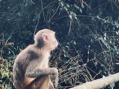 -海南热带野生动植物园