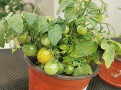 -果蔬好生活超市(乐堤港店)