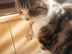 -MOCHA明星猫咖(田子坊店)