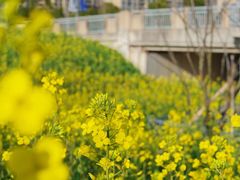 -桑洲油菜花景区