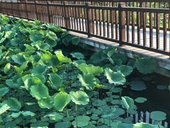 -莲花池公园