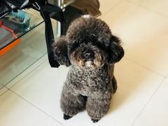 美容后-美联众合动物医院·24h京西诊疗中心