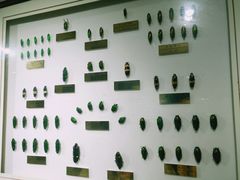 -上海昆虫博物馆
