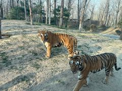 -北京野生动物园