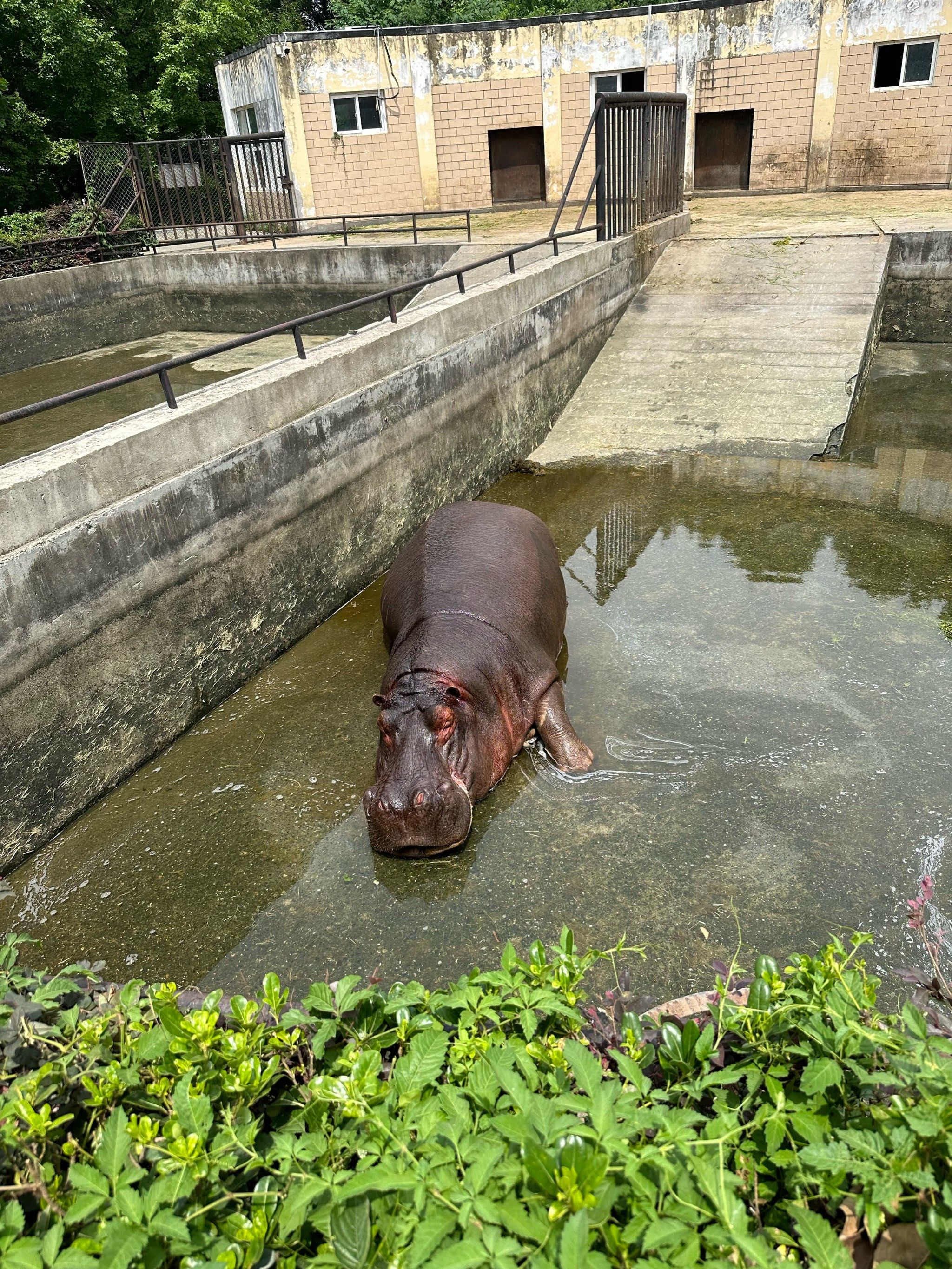 可怜了
没有水只能晒太阳
#0元玩转这座城#动物都是有灵性的 #小
