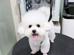 -八公叔叔宠物美容连锁(春申店)