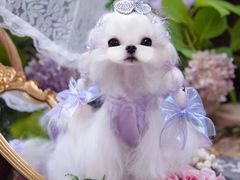 -萌宠之家·腊肠犬·马尔泰·小体犬舍