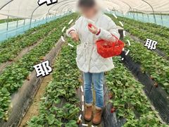 -喜杨洋草莓采摘园
