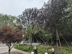 -大兴滨河森林公园