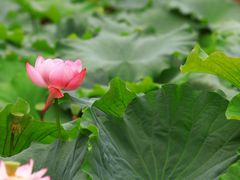 -陈家山荷花公园