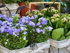 -循礼门鲜花花市(武汉循礼门店)