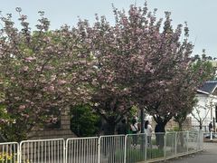 -嘉定紫藤园