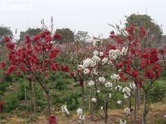 -南汇桃花村