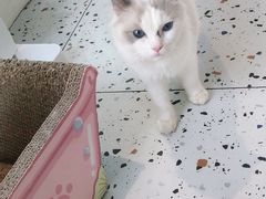 -喵喵咪呀布偶猫咖(春熙路店)