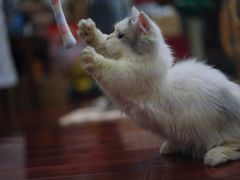 -momokira米努特·德文卷毛猫·棉花面纱犬