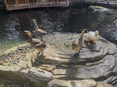 -南宫五洲植物乐园