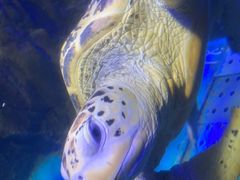 -太平洋海底世界