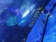 -烟台海昌鲸鲨海洋公园