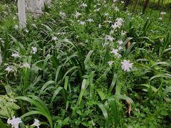 -桤木河湿地公园