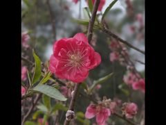 -南国桃园旅游度假区