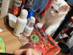 -全心全意连锁动物医院·微创中心·内科急重症·心脏专科(丰管路店)