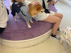 -怪兽屋·羊驼·猫咖·狗咖(俊华广场店)