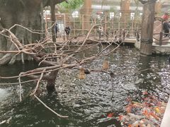 -南宫五洲植物乐园