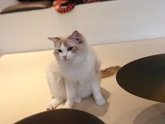 -飞行喵MR PILOT|猫舍·猫咖(静安大融城店)