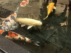 -唐山河头老街国丰维景度假大酒店