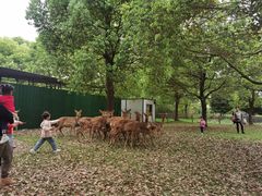 -秀丽东方