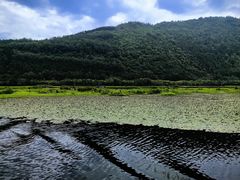 -腾冲北海湿地