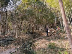 -上海佘山国家森林公园天马山园