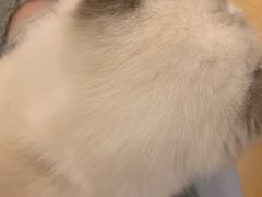 -猫咪派对(江南西店)