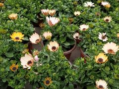 -龙大花卉苗木市场