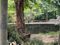 -都江堰中华大熊猫苑