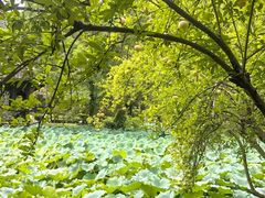 -找不到凉面(新都粮食局毗河油厂职工宿舍大院店)