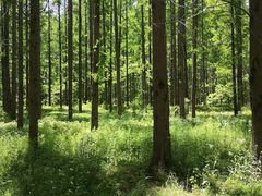 -黄海国家森林公园