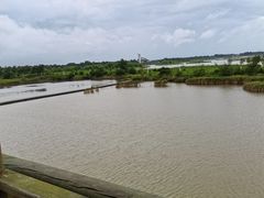 -盐城丹顶鹤湿地生态旅游区