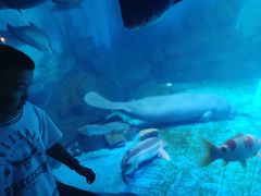 -烟台海昌鲸鲨海洋公园