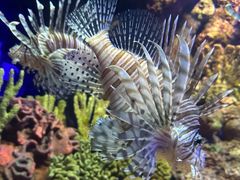 -上海海洋水族馆