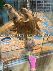 -神奇动物撸宠馆·羊驼·小浣熊·异宠(豫园店)