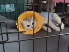 -伟伟宠物医院·CT影像中心·瑞派犬猫综合性门诊(汉口总院)