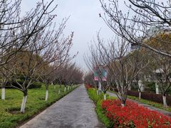 -高东镇樱花园