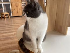 -猫的茶·猫咖