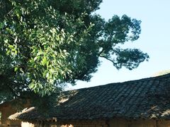 -杨家堂村