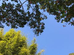 -广州市石门国家森林公园