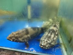 -东江海鲜酒家(艺都分店)