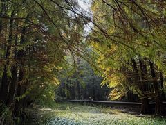 -溱湖国家湿地公园