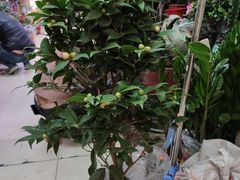 -三旗百汇商品城