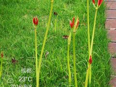 -成都七中(林荫校区)